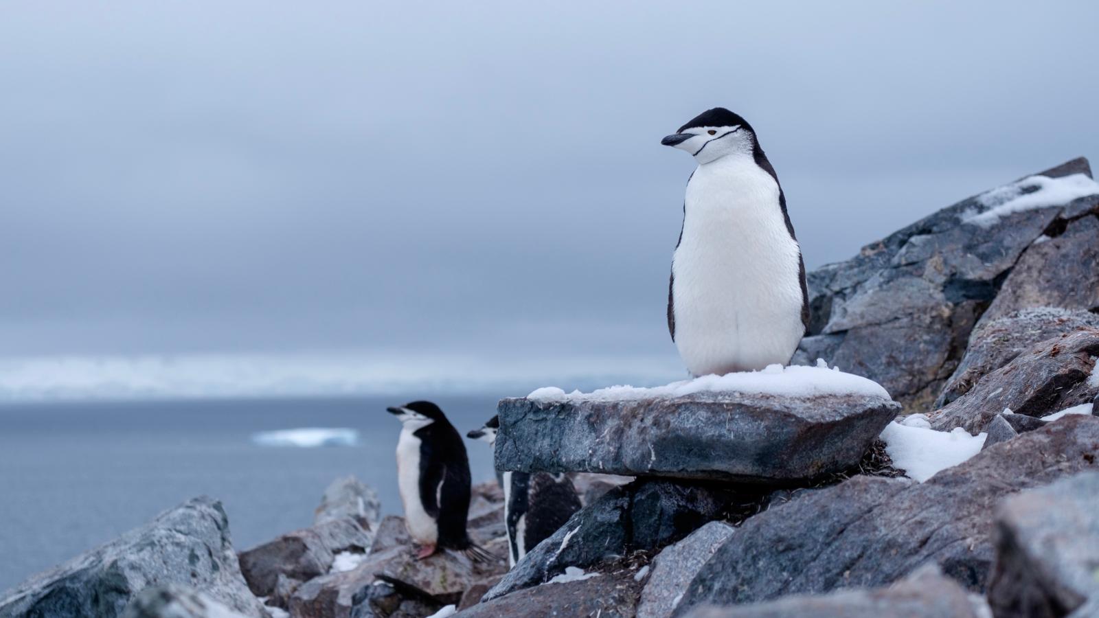 antarctica